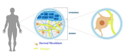 fibrocell